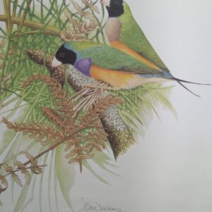 Framed Gouldian Finch Print - Image 2