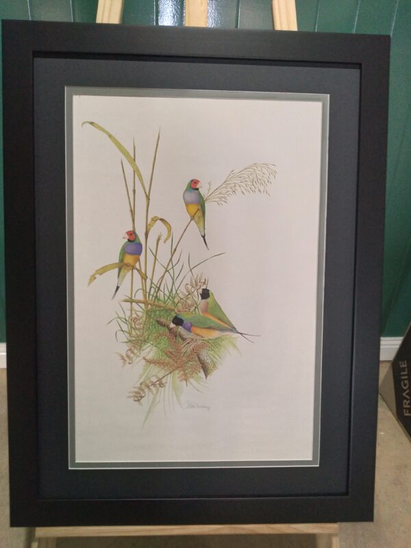 Framed Gouldian Finch Print